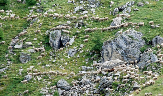 Osterhighlight Sisteron Milchlamm jetzt vorbestellen