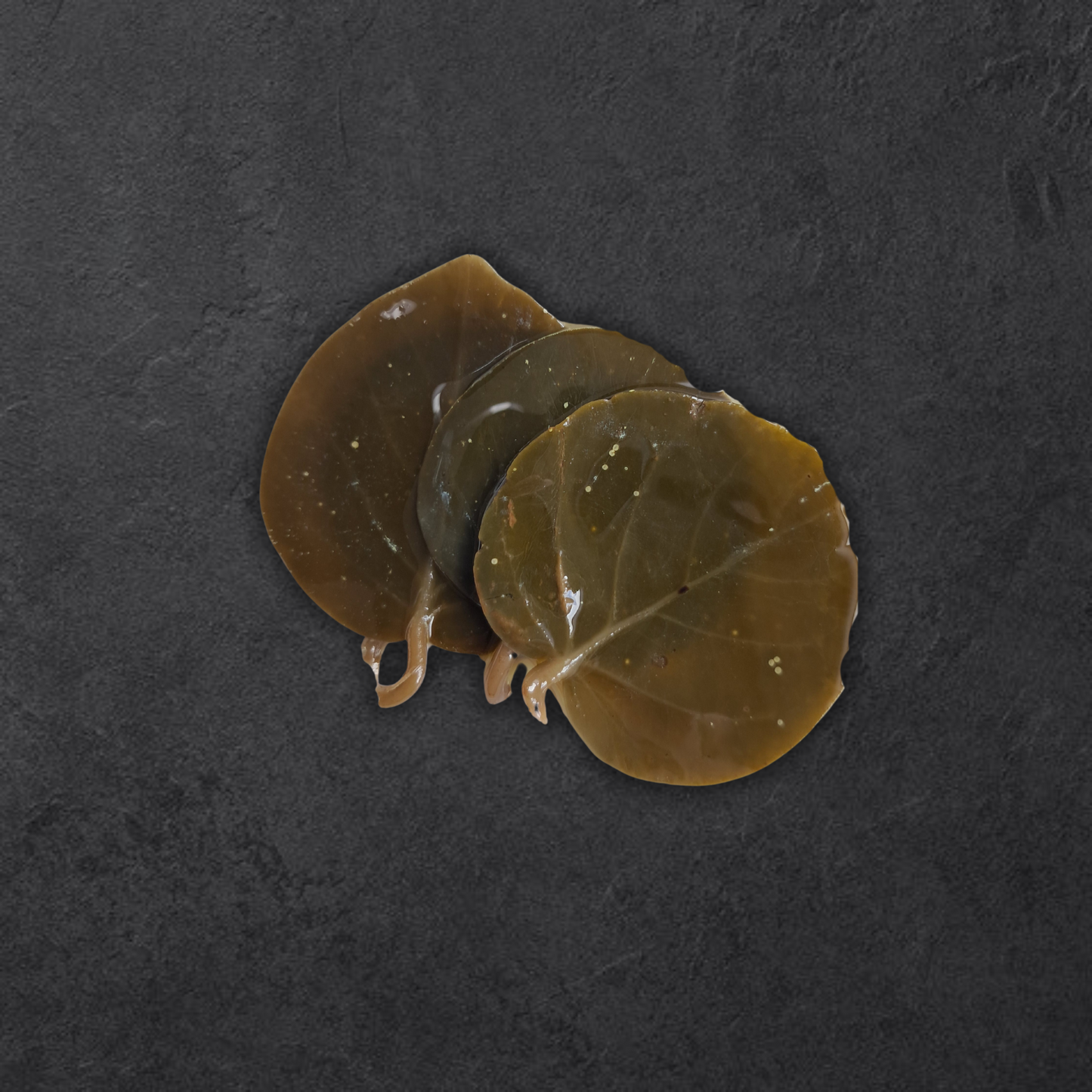 Kapernblätter | in extra nativen Olivenvenöl | Sizilien