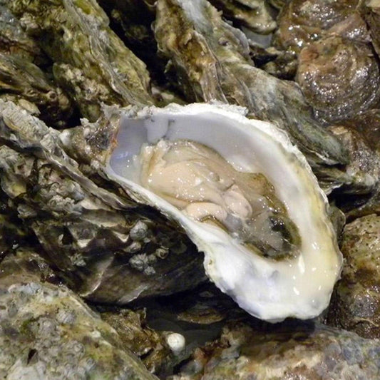 Gillardeau-Austern | roh | | Nr. 2 (90-105 g) | 24 Stück | Zucht | Frankreich | auf Vorbestellung - Gourmet Depot AG