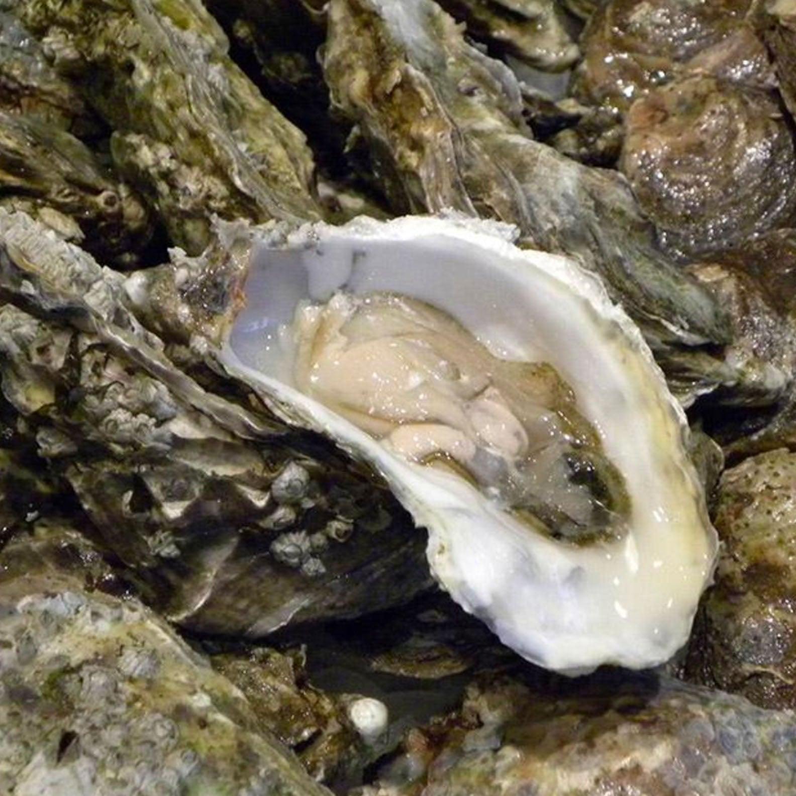 Huitres fraiches - Gillardeau M4 (Crassostrea gigas), environ 75g