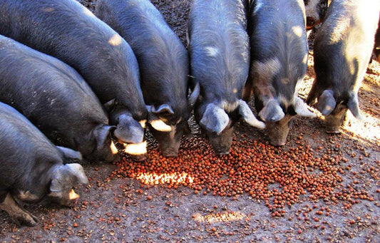 Wunderbares Grillfleisch vom Iberischen Schwein - Wie unterscheidet sich dieses von anderen Arten? - Gourmet Depot AG