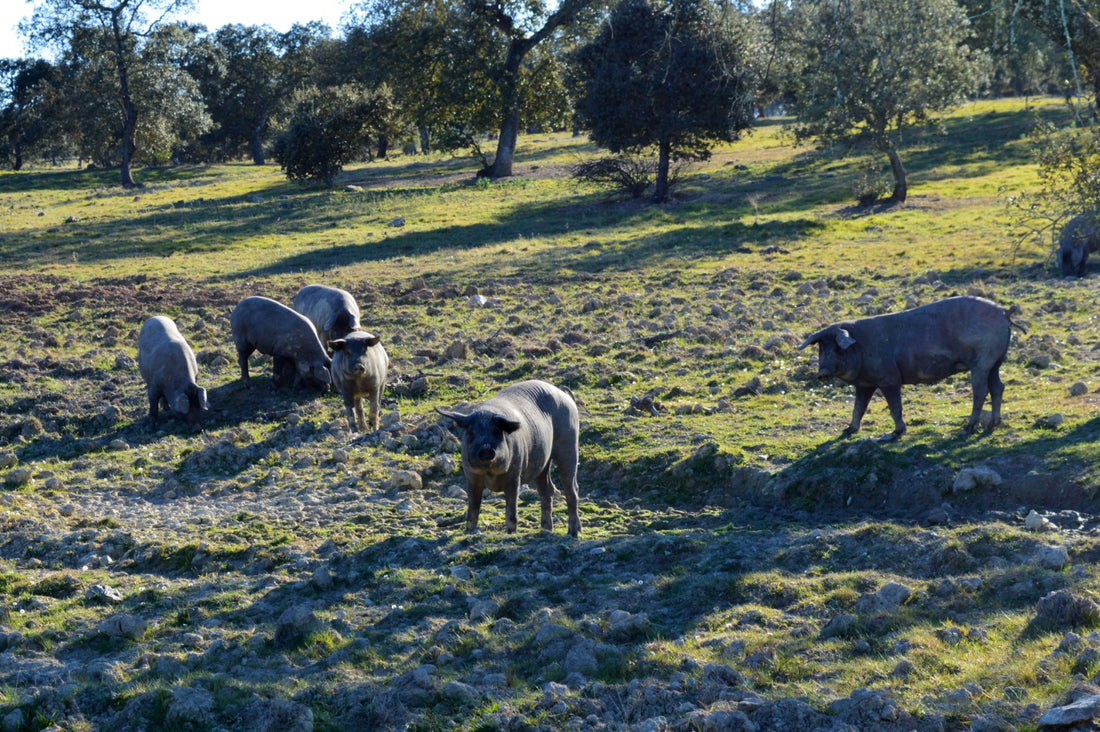 Pata Negra Ibérico Bellota:  Ein Erlebnis für den Kennergaumen