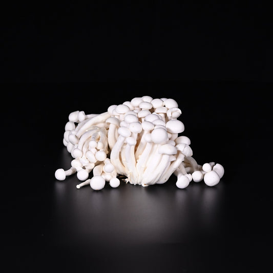 Shimeji | Zucht | 200 g