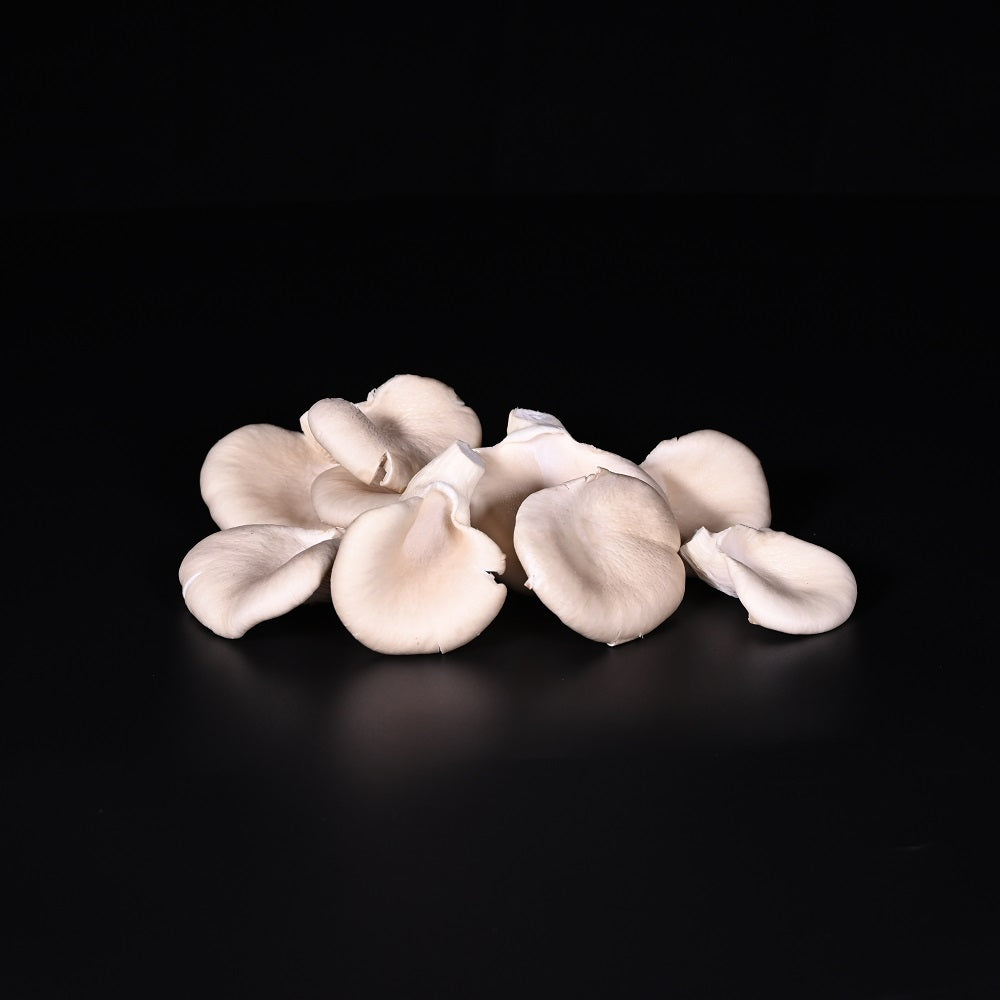 Austernpilze | Zucht | PL | 250 g