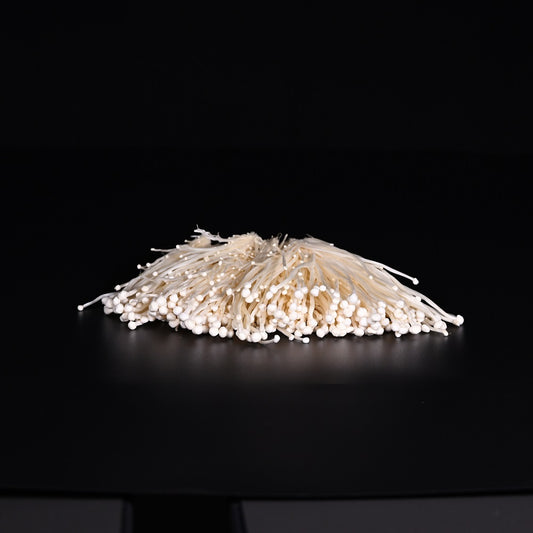 Enoki | Zucht | 100g