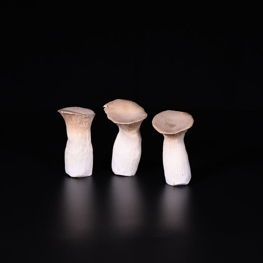 Kräuterseitlinge | Zucht | 200 g