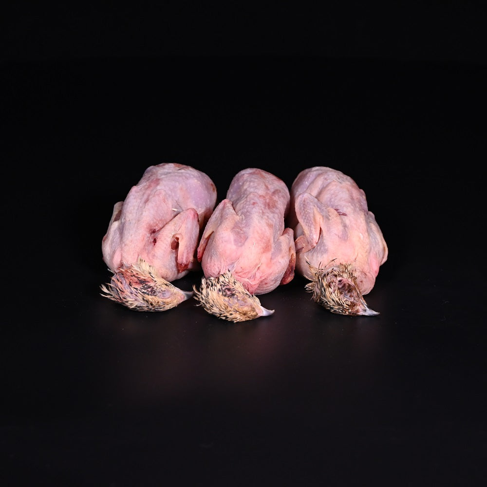 Wachtel | ganz, pfannenfertig | FR | 10 x  ca. 130 g | auf Vorbestellung