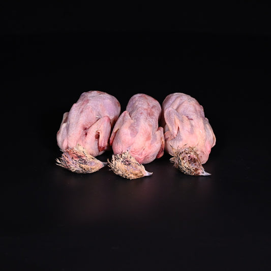 Wachtel | ganz, pfannenfertig | FR | 10 x ca. 130 g | auf Vorbestellung