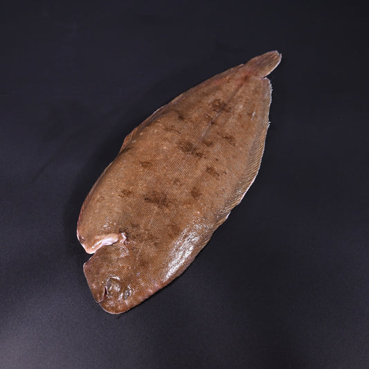 Seezunge ganz | Wildfang | Portugal | 500 - 600 g| auf Vorbestellung