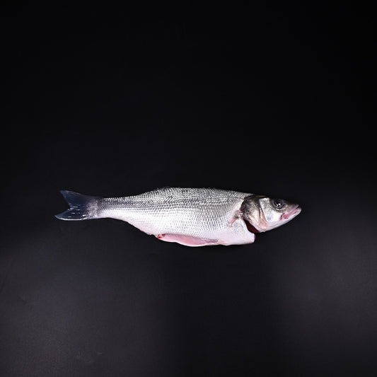 Wolfsbarsch (Loup de mer) | 1000-1200 gr | Wildfang | Portugal | auf Vorbestellung