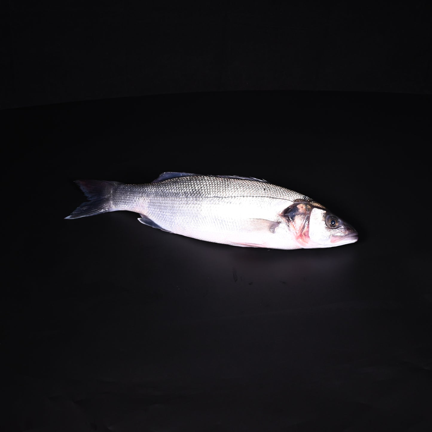 Wolfsbarsch (Loup de mer) | 1000-1200 gr |  Wildfang | Portugal | auf Vorbestellung