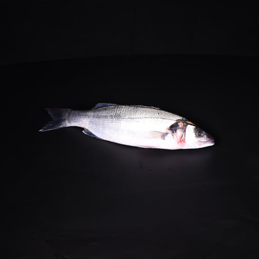 Wolfsbarsch (Loup de mer) | 1000-1200 gr | Wildfang | Portugal | auf Vorbestellung
