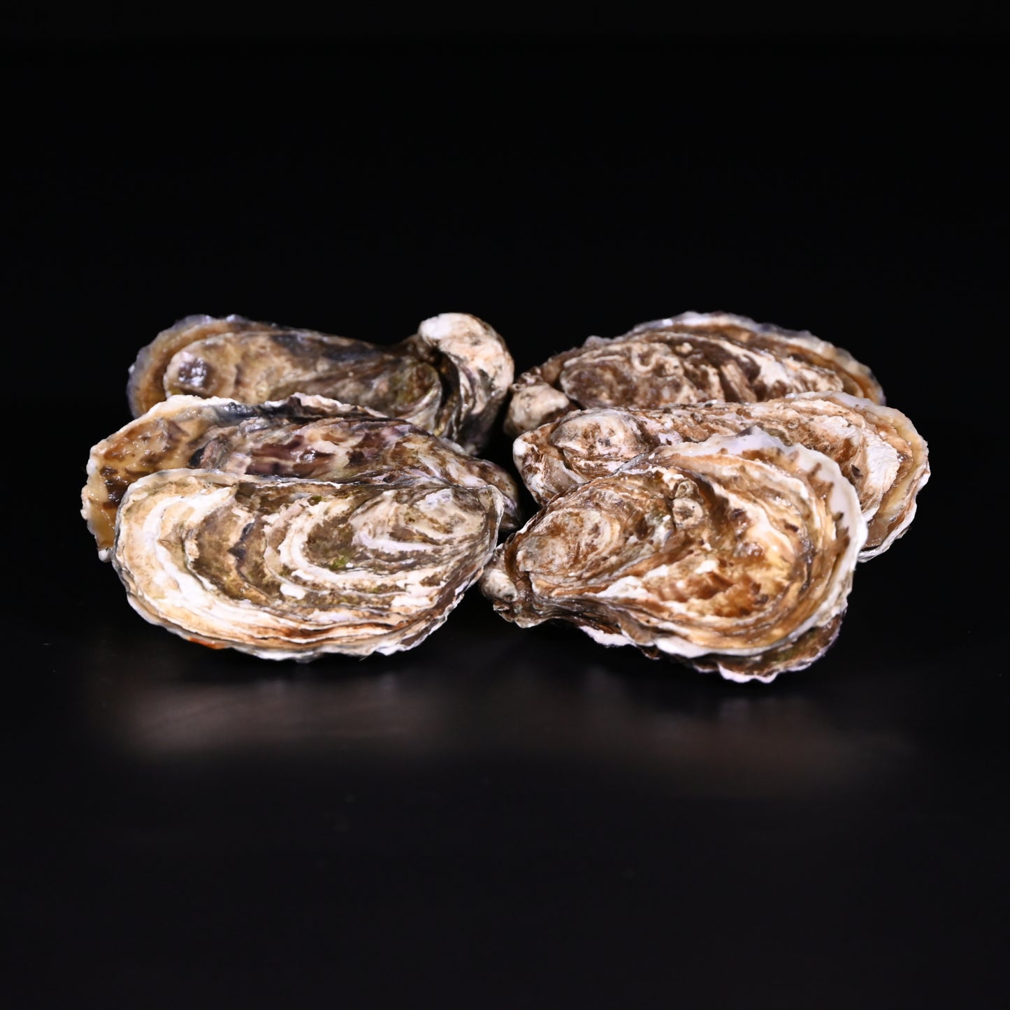 Austern Marennes-Oléron | roh | | Nr. 2 (90-105 g) | 12 Stück | Zucht | Frankreich | auf Anfrage