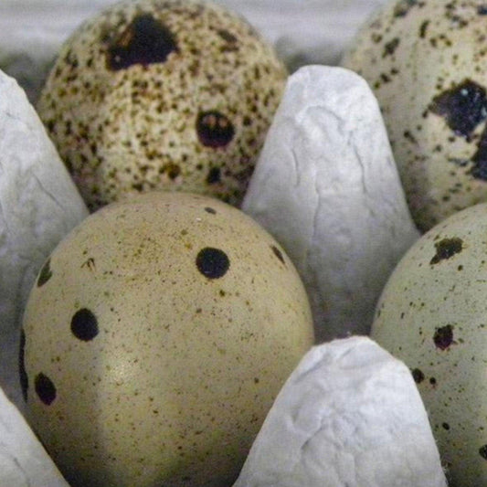 Wachteleier | CH | à 12 Stk - Gourmet Depot AG